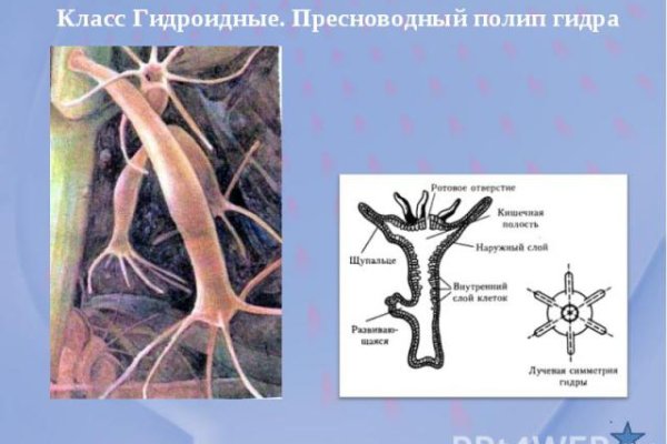 Блэк спрут не работает сегодня